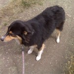 Beautiful Collie Dog on a leash