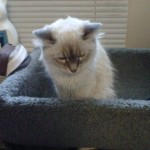 Sleepy little siamese cross cat sitting in a carpeted cat tower.