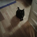 Black cat sitting on a hardwood floor.